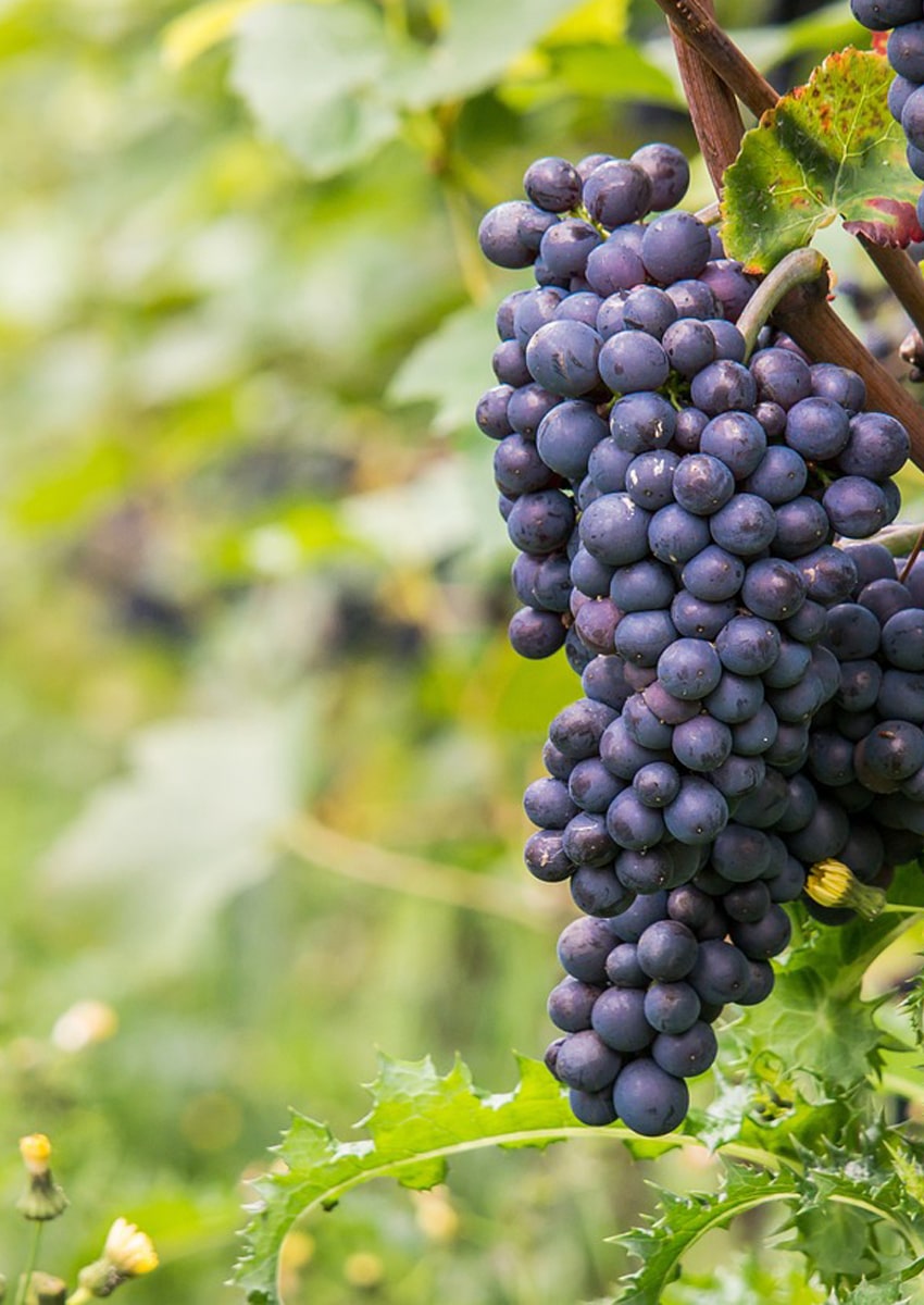 Vignes à Beaune